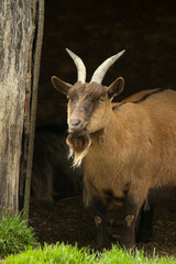 billy goat under farmyard shelter