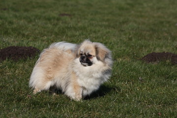 Tibet-Spaniel