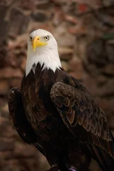 Foto op Plexiglas Bald eagle brick background © Pascal Luypen