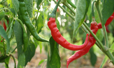 red pepper and hot green pepper