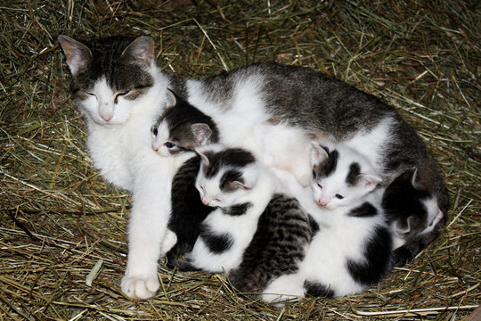 Katzenmutter u -babys