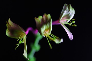 突抜忍冬の夏②