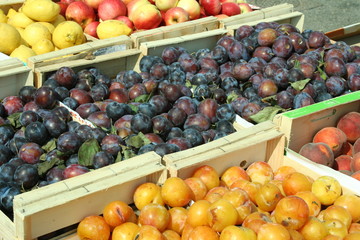 prunes, quetsches, mirabelles