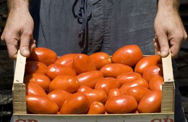 Cassetta di pomodori