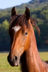 Obraz premium Junger Hengst auf der Weide