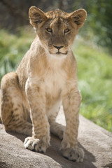 Fototapeta na wymiar Lion cub sitting