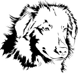 Nova Scotia Duck Tolling Retriever - Vector