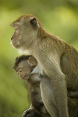 Monkey mother and baby