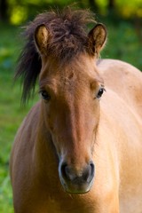 Obraz premium Islandpony