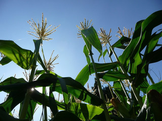 Corn Growing In A Field