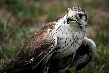 Falcon