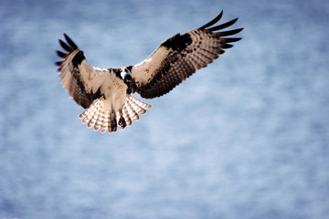 Osprey Flying