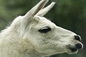 One llama.White animal on natural background