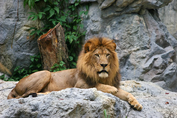 Männlicher Löwe, Panthera leo © Jan Schuler