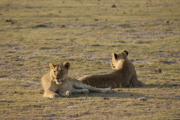 Two female lions resting
