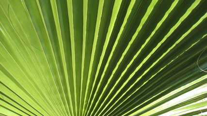 Obraz premium Palme (format horizontal)