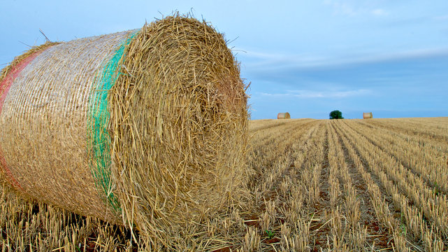 Hay Bales