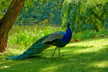 peacock walking in the park