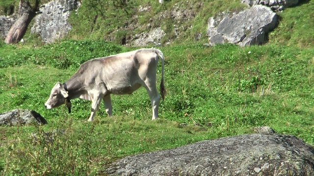 Mucca al pascolo