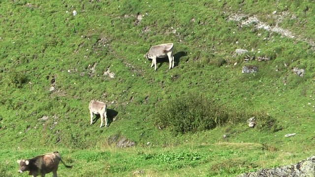 Mucche in in alpeggio
