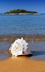 Obraz na płótnie Canvas Seashell on Mediterranean beach