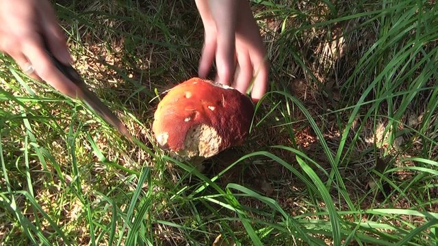 Fungo porcino colto nel bosco