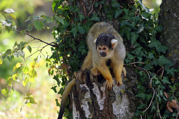 saïmiris à tête noire