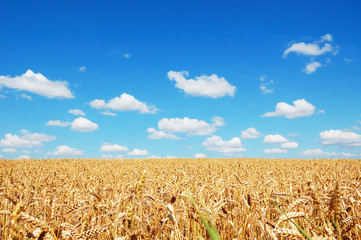 Golden wheat field on a background of the cloudy blue sky