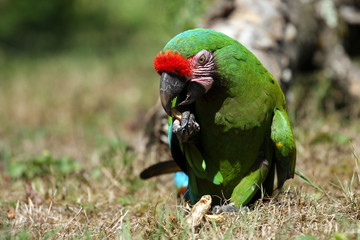 ara militaire,ara militaris