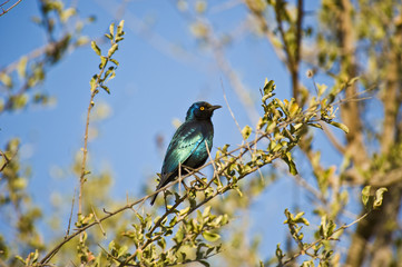 Cape Glossy Starling