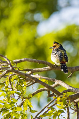 Crested Barbet