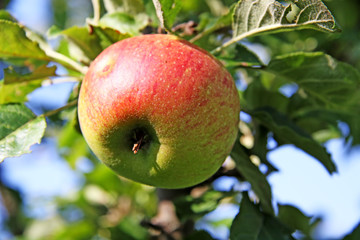 Ripe apples on a branch