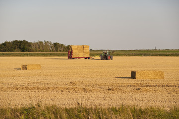 Fototapeta premium harvest