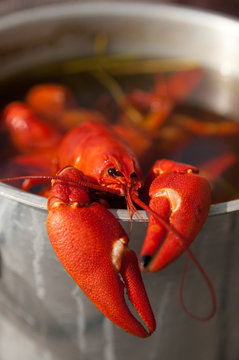 red crayfish in cooking bowl