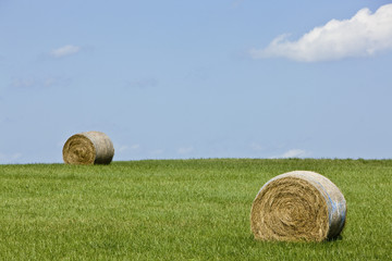 Rolled bales of hay on a farm