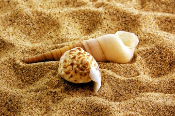 Seashells on the beach