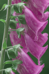 Fingerhut (Digitalis purpurea)