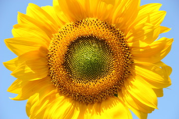 Sonnenblume (Helianthus annuus)