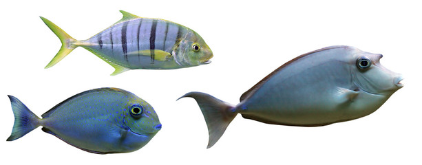 Sea fish collection isolated on white background