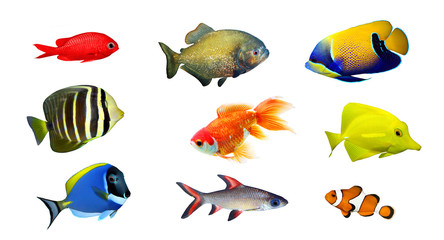 Tropical fish - collection on white background - obrazy, fototapety, plakaty