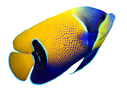 Tropical reef fish - Majestic Angelfish (Pomacanthus navarchus)