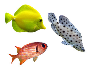 Fototapeta premium Tropical fish - collection on white background
