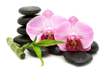 pink orchid, stack of stones on white background