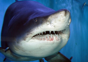 Shark mouth