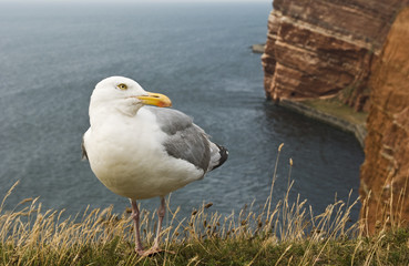 Möwe