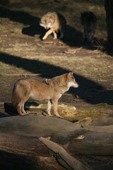 Wolf