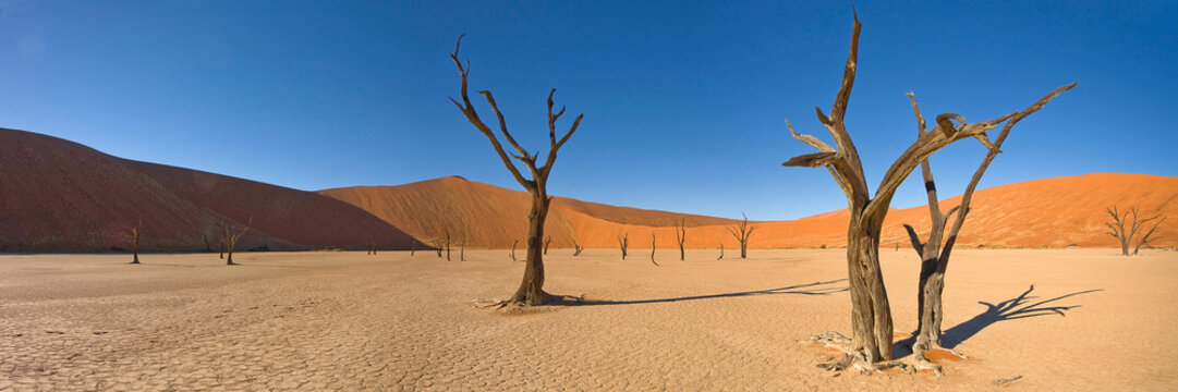 desert trees