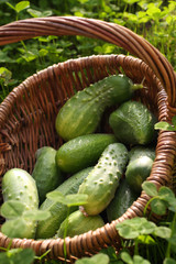 cucumbers