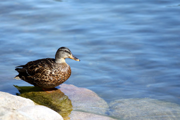 Duck