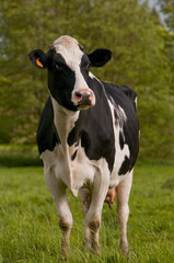 Vache Prim'Holstein en pâture